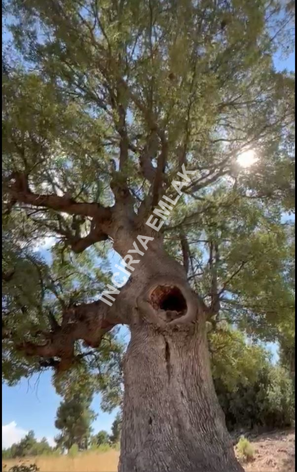İlan Adı